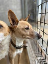 GPAR :: Grupo de Protección Animal de Rute