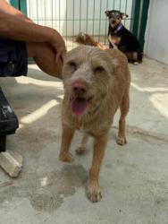 GPAR :: Grupo de Protección Animal de Rute