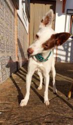 GPAR :: Grupo de Protección Animal de Rute