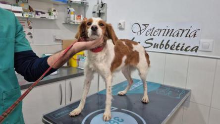 GPAR :: Grupo de Protección Animal de Rute