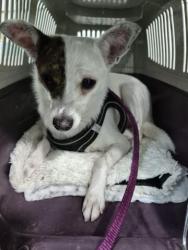 GPAR :: Grupo de Protección Animal de Rute