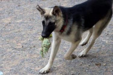 GPAR :: Grupo de Protección Animal de Rute