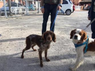 GPAR :: Grupo de Protección Animal de Rute