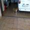 GPAR :: Grupo de Protección Animal de Rute