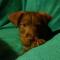 GPAR :: Grupo de Protección Animal de Rute