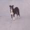 GPAR :: Grupo de Protección Animal de Rute