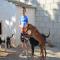 GPAR :: Grupo de Protección Animal de Rute