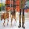 GPAR :: Grupo de Protección Animal de Rute