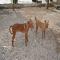 GPAR :: Grupo de Protección Animal de Rute