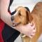 GPAR :: Grupo de Protección Animal de Rute