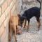 GPAR :: Grupo de Protección Animal de Rute
