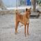 GPAR :: Grupo de Protección Animal de Rute