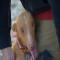 GPAR :: Grupo de Protección Animal de Rute