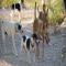 GPAR :: Grupo de Protección Animal de Rute