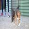 GPAR :: Grupo de Protección Animal de Rute