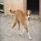 GPAR :: Grupo de Protección Animal de Rute
