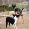 GPAR :: Grupo de Protección Animal de Rute