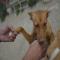 GPAR :: Grupo de Protección Animal de Rute