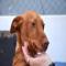 GPAR :: Grupo de Protección Animal de Rute