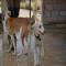 GPAR :: Grupo de Protección Animal de Rute
