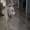 GPAR :: Grupo de Protección Animal de Rute