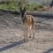 GPAR :: Grupo de Protección Animal de Rute