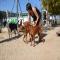 GPAR :: Grupo de Protección Animal de Rute