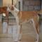 GPAR :: Grupo de Protección Animal de Rute