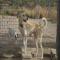 GPAR :: Grupo de Protección Animal de Rute