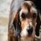GPAR :: Grupo de Protección Animal de Rute