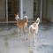GPAR :: Grupo de Protección Animal de Rute