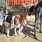 GPAR :: Grupo de Protección Animal de Rute