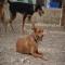 GPAR :: Grupo de Protección Animal de Rute