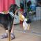 GPAR :: Grupo de Protección Animal de Rute