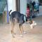 GPAR :: Grupo de Protección Animal de Rute