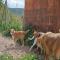 GPAR :: Grupo de Protección Animal de Rute