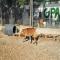 GPAR :: Grupo de Protección Animal de Rute