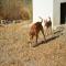 GPAR :: Grupo de Protección Animal de Rute