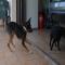 GPAR :: Grupo de Protección Animal de Rute