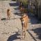 GPAR :: Grupo de Protección Animal de Rute