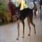 GPAR :: Grupo de Protección Animal de Rute