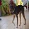 GPAR :: Grupo de Protección Animal de Rute