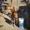 GPAR :: Grupo de Protección Animal de Rute