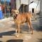 GPAR :: Grupo de Protección Animal de Rute