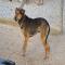 GPAR :: Grupo de Protección Animal de Rute