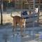 GPAR :: Grupo de Protección Animal de Rute