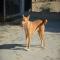GPAR :: Grupo de Protección Animal de Rute