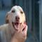 GPAR :: Grupo de Protección Animal de Rute