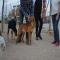 GPAR :: Grupo de Protección Animal de Rute