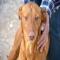 GPAR :: Grupo de Protección Animal de Rute